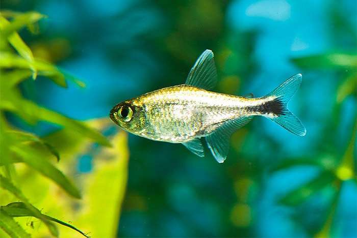 Неон зеленый, тетра костелло (Hemigrammus hyanuary), фото фотография аквариумные рыбки