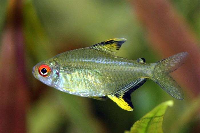 Пульхрипиннис (Hyphessobrycon pulchripinnis), фото фотография аквариумные рыбки