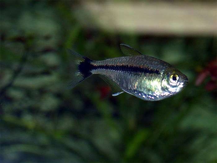 Хемиграммус Шольца (Hyphessobrycon scholzei), фото фотография аквариумные рыбки