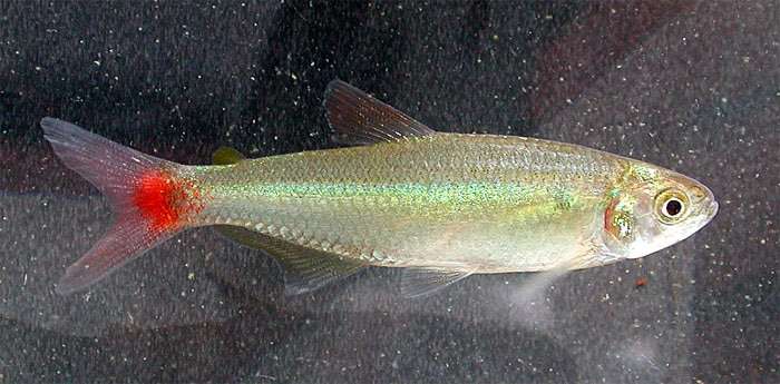 Афиохаракс альбурнус (Aphyocharax alburnus), фото фотография рыбы