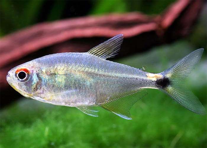 Тетра-фонарик, оцеллифер (Hemigrammus ocellifer), фото фотография аквариумные рыбки