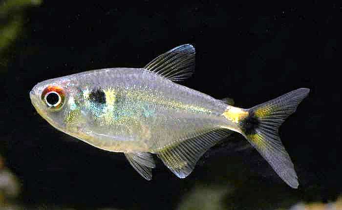Тетра-фонарик (Hemigrammus ocellifer), фото фотография рыбы
