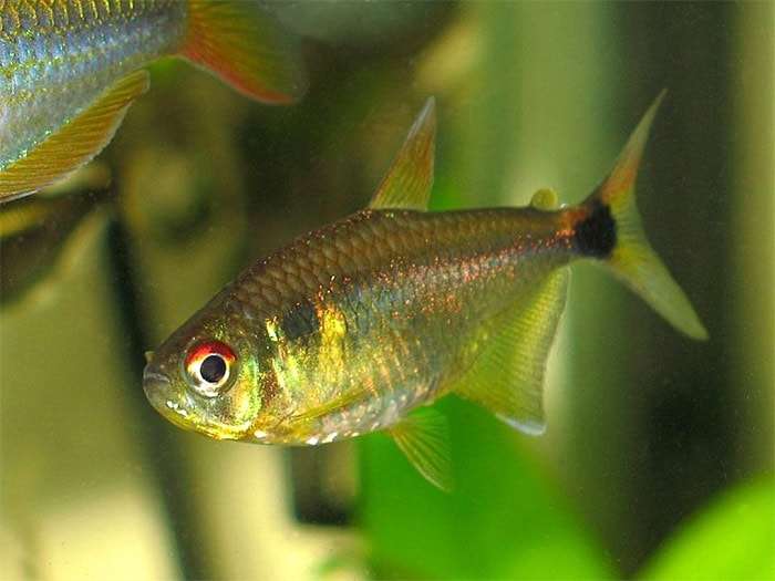 Тетра-фонарик (Hemigrammus ocellifer), фото фотография рыбки