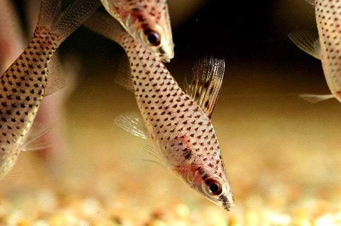 Хилодолус пятнистый, хилодус пунктирный (Chilodus punctatus), фото фотография харацины рыбки