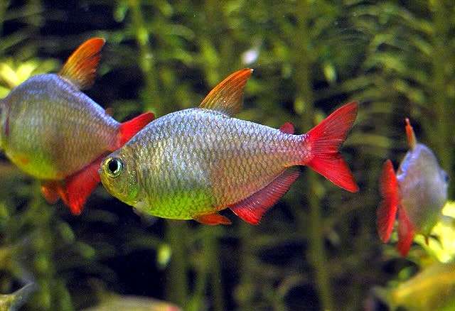 Колумбийская тетра (Hyphessobrycon columbianus), фото фотография Харациновые рыбы