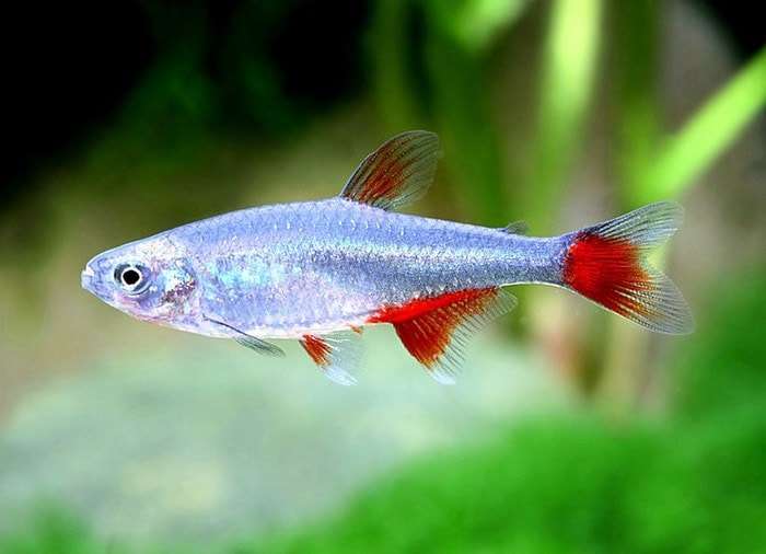 Афиохаракс Аниситса, красноплавничная тетра (Aphyocharax anisitsi), фото фотография аквариумные рыбки