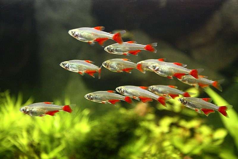 Кафиохаракс красноплавничный, афиохаракс Аниситса, красноплавниковый афиохаракс, красноплавничная тетра (Aphyocharax anisitsi), фото фотография аквариумные рыбы