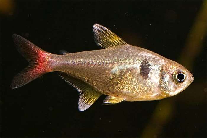 Розовый фантом (Hyphessobrycon roseus), фото фотография рыбы