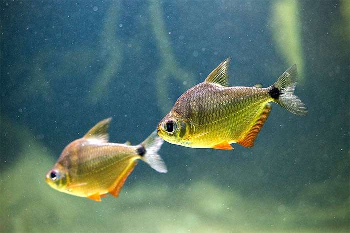 Ктенобрикон спилюрус (Ctenobrycon spilurus), фото фотография аквариумные рыбки
