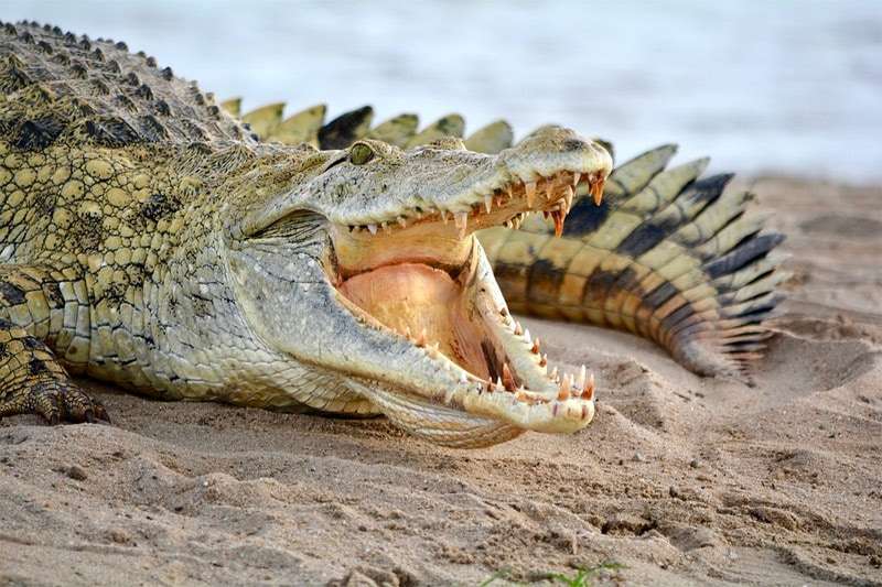 Крокодил с открытой пастью, фото фотография рептилии
