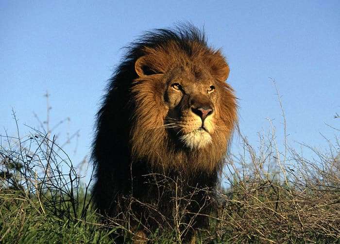 Лев (Panthera leo), фото фотография опасные животные