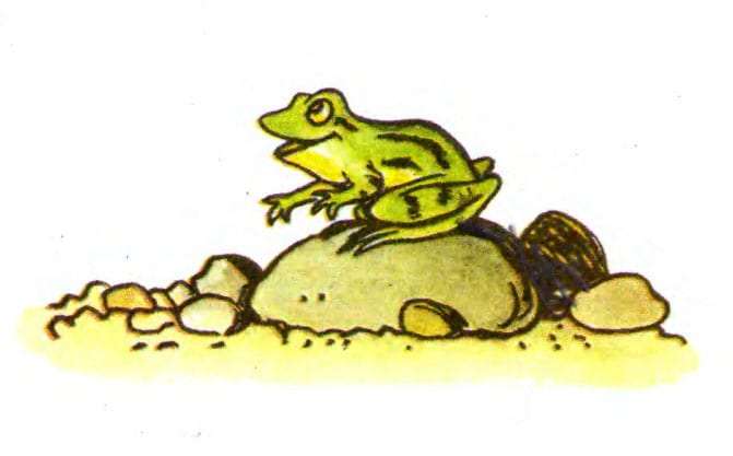 Несчастная лягушка-квакушка, рисунок иллюстрация
