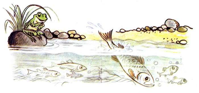 Лягушка наблюдает за рыбой, рисунок иллюстрация