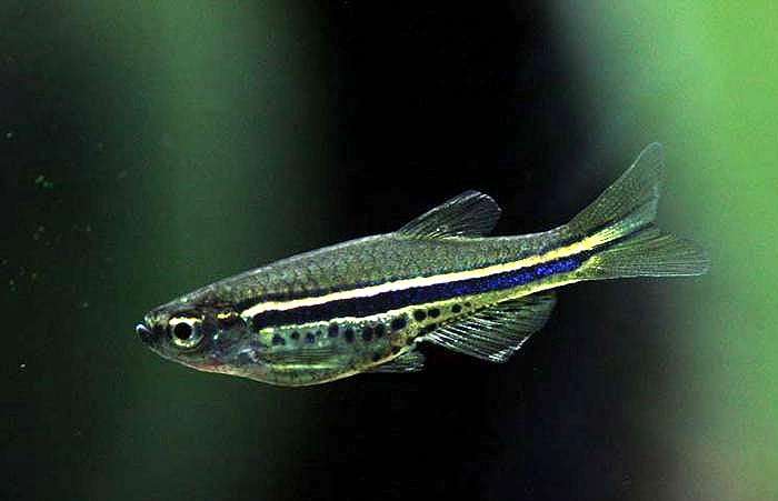 Пятнистый данио, точечный данио (Danio nigrofasciatus), фото фотография рыбки