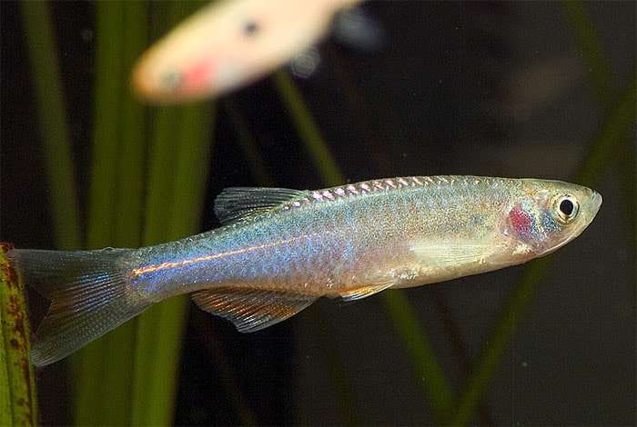 Жемчужный данио, розовый брахиданио (Danio albolineatus), фото фотография аквариумные рыбы