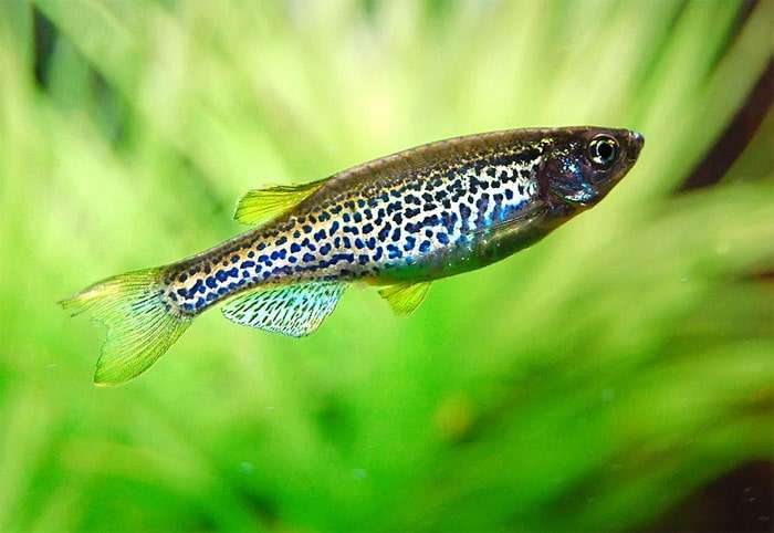 Леопардовый данио (Danio frankei), фото фотография аквариумные рыбки