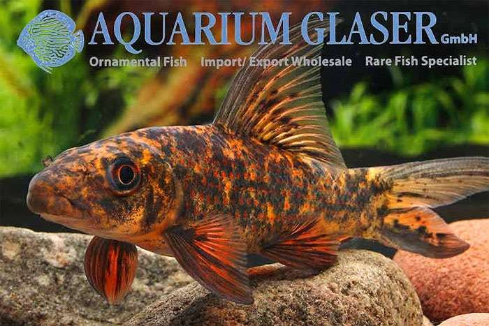 Лабео-арлекин, разноцветный лабео (Labeo cyclorhynchus), фото фотография аквариумные рыбки