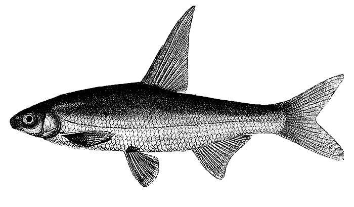 Остролучка (Capoetobrama kuschakewitschi), черно-белый рисунок картинка рыбы