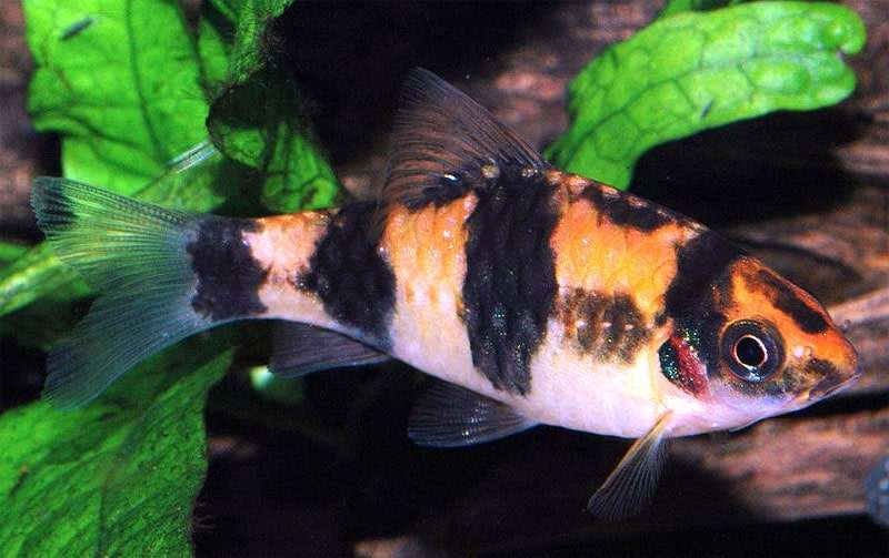 Полосатый барбус, барбус-панда (Haludaria fasciata), фото фотография рыбы