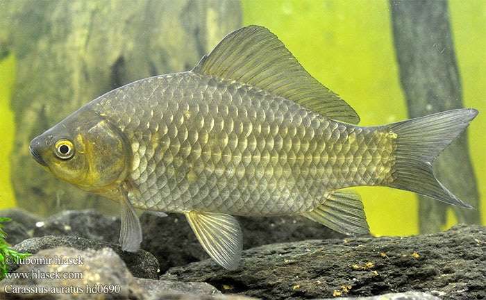 Серебряный карась (Carassius auratus), фото фотография аквариумные рыбы