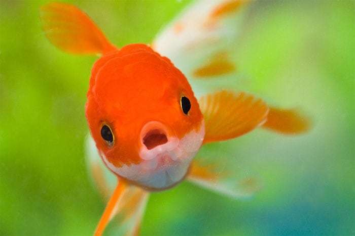 Оранда, фото фотография аквариумные рыбки