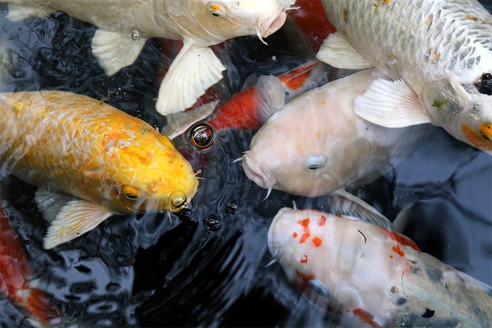 Кои (декоративные карпы кои), фото фотография рыбы