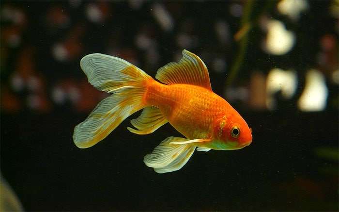 Золотая рыбка, фото фотография аквариумные рыбы pixabay