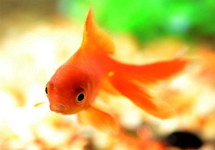 Золотая рыбка, фото аквариумные рыбы pixabay