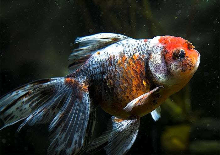 Оранда калико, фото фотография аквариумные рыбы
