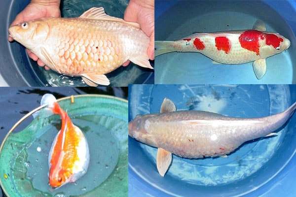 Опухоли у кои золотых рыб, фото болезни рыб фотография