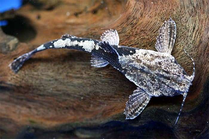 Буноцефал Кнера, сомик банджо (Bunocephalus knerii), фото фотография аквариумные рыбы
