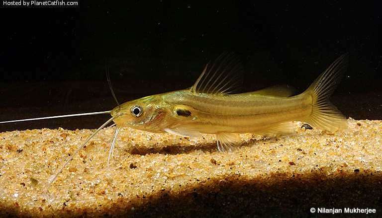 Мистус тенгара, сомик-перевертыш (Mystus tengara), фото фотография аквариумные рыбы