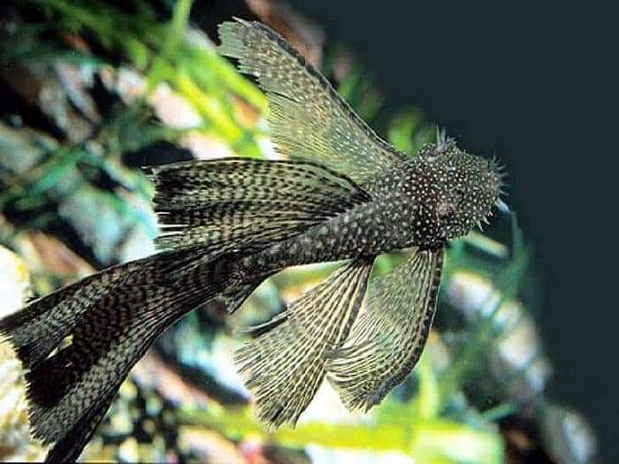 Анцитрус, сомик-анцистр (Ancistrus dolichopterus), фото аквариумные рыбы