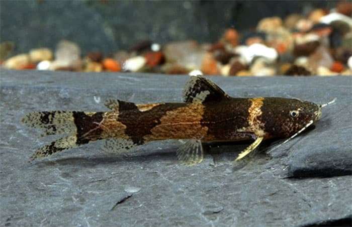 Микрогланис зебровый, микрогланис пецилия (Microglanis poecilus), фото фотография аквариумные рыбы