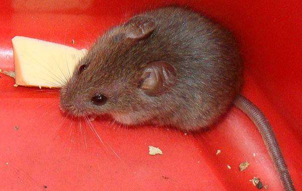 Домовая мышь (Mus musculus), фото грызуны фотография