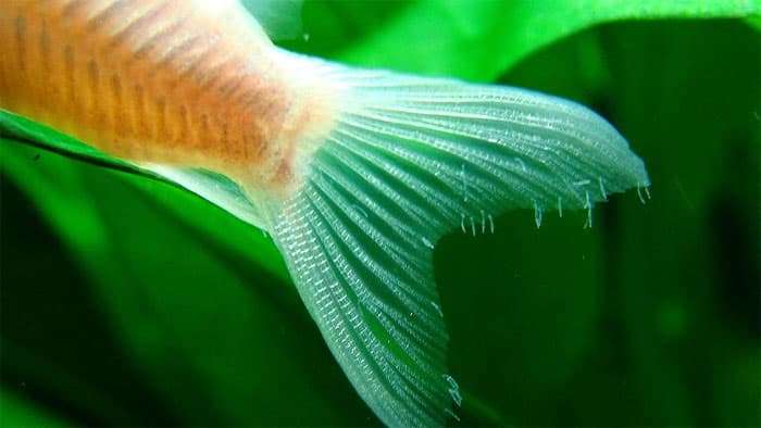 Планарии паразитирующие на соме, фото фотография черви