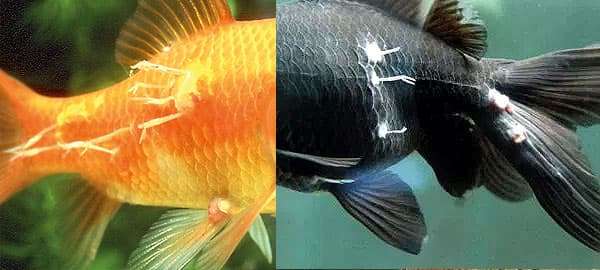Лернеи на золотых рыбках, фото фотография болезни рыб