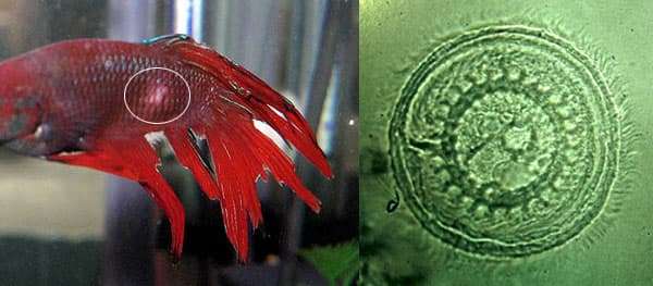 Триходиноз у петушка (слева), триходина (справа), фото фотография паразиты рыб