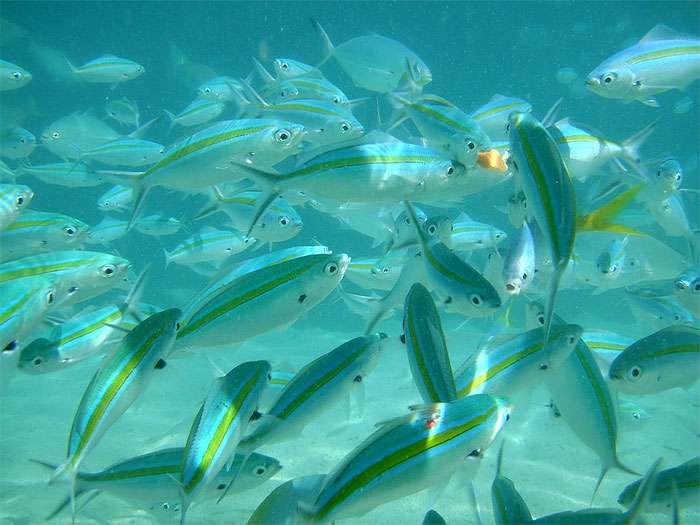 Морские рыбы, фото фотография pixabay