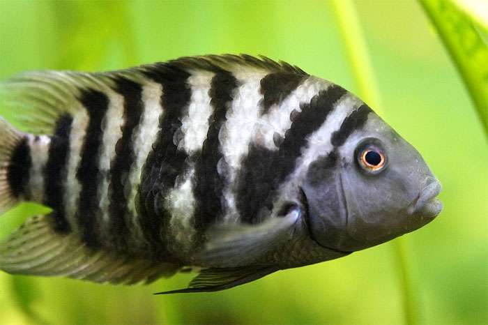 Зебровая тиляпия (Heterotilapia buttikoferi), фото фотография, аквариумные рыбы pixabay