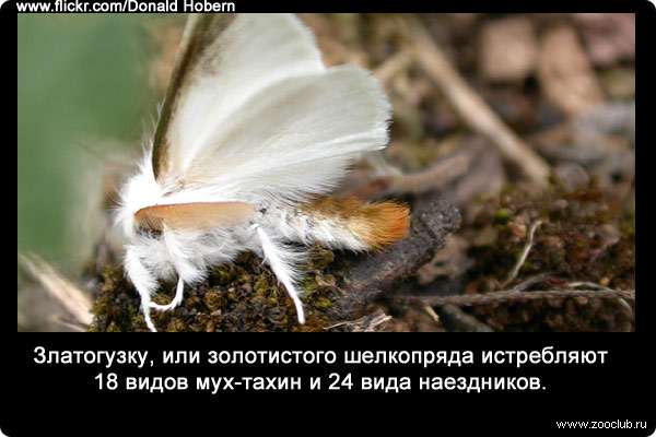 Златогузку, или золотистого шелкопряда (Euproctis chrysorrhoea) истребляют 18 видов мух-тахин и 24 вида наездников