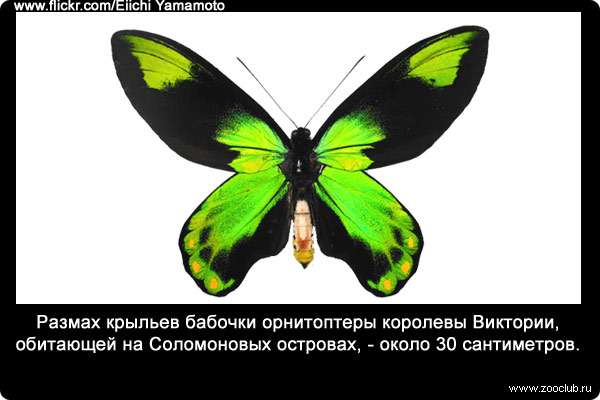Размах крыльев бабочки орнитоптеры королевы Виктории (Ornithoptera victoriae), обитающей на Соломоновых островах,- около 30 сантиметров.