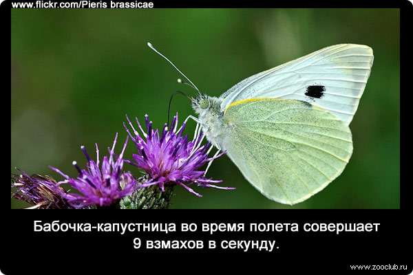 Бабочка-капустница во время полета совершает 9 взмахов в секунду.