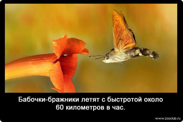 Бабочки-бражники летят с быстротой около 60 километров в час.
