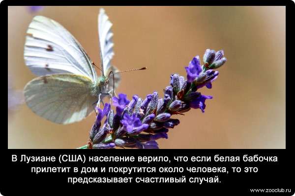 В Лузиане (США) население верило, что если белая бабочка прилетит в дом и покрутится около человека, то это предсказывает счастливый случай.