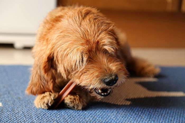 Рыжая собака жует кость, фото фотография