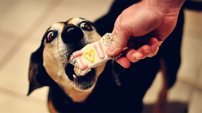 Собаке дают печенье в виде косточки, фото фотография