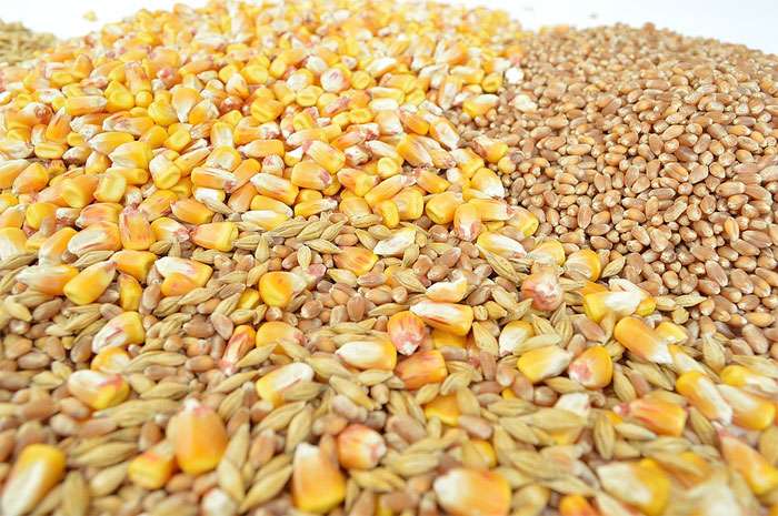 Овес, пшеница и кукуруза - крупы, фото фотография