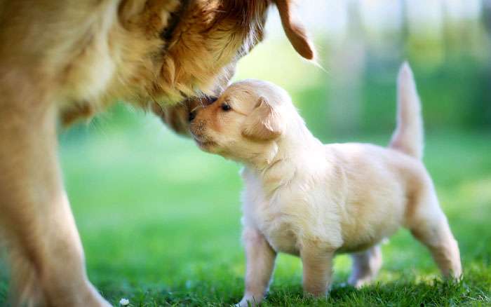 Голден-ретривер и маленький щенок, фото фотография