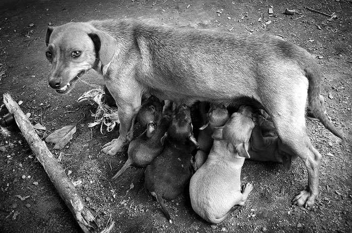 Сука кормит маленьких щенков, фото фотография